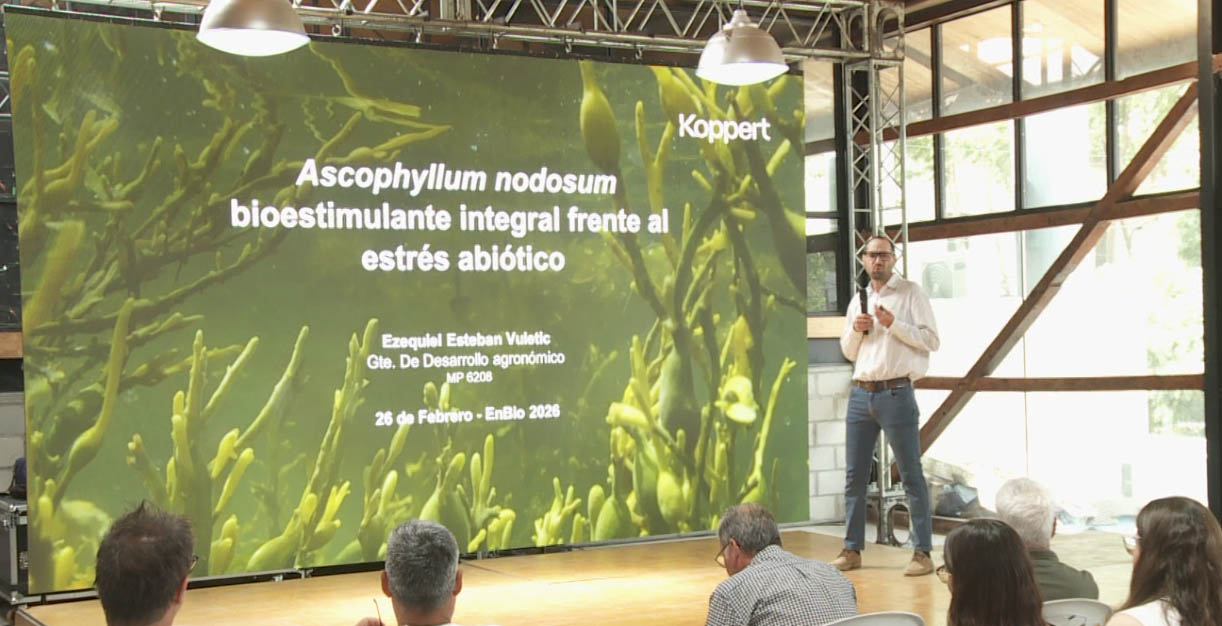 Ascophyllum nodosum, algas marinas como bioestimulante frente a estrés abiótico